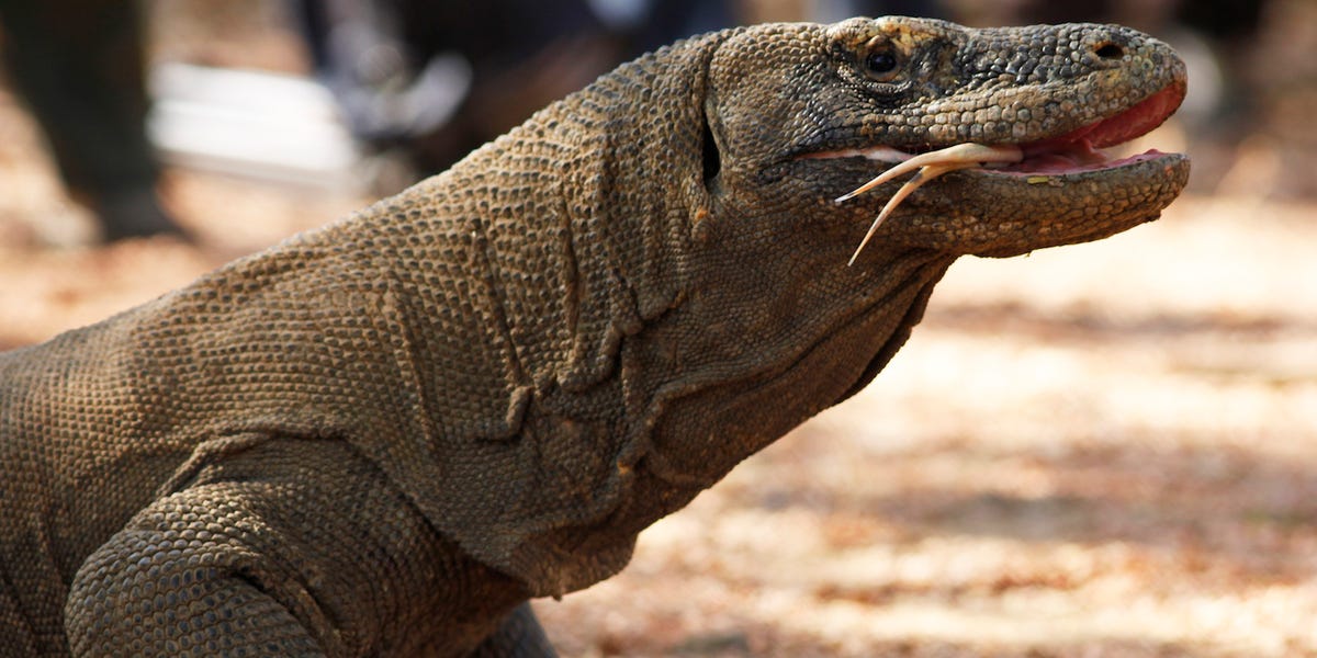 Tagar “#SaveKomodo” Ramai Diperbincangkan di Twitter