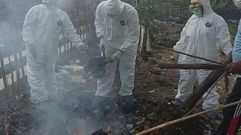 Wabah Flu Burung Kembali  Melanda 4 Prefektur Jepang, Puluhan Ribu Ayam Dimusnahkan