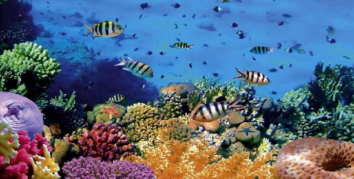 Surga Laut Bunaken