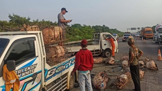 Bergeletakan pada pada Tol Jagorawi, Beberapa Ekor Babi Mati Gegara Sopir Truk Ngantuk!