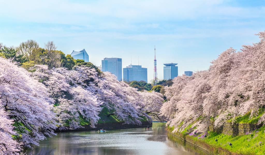 chidorigafuchi cherry blossoms gettyimages 599474062 1024x600