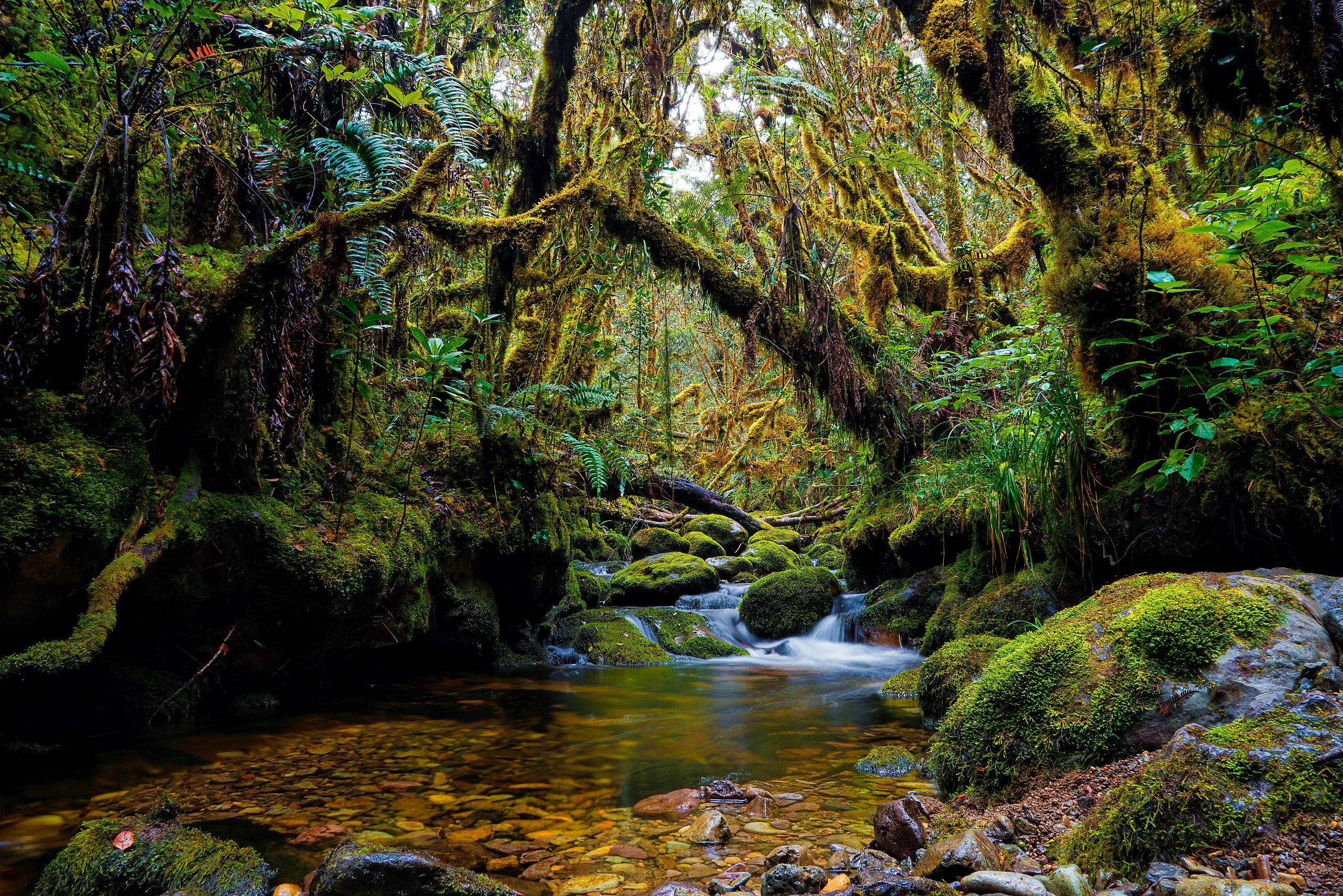 hutan gunung leuser aceh