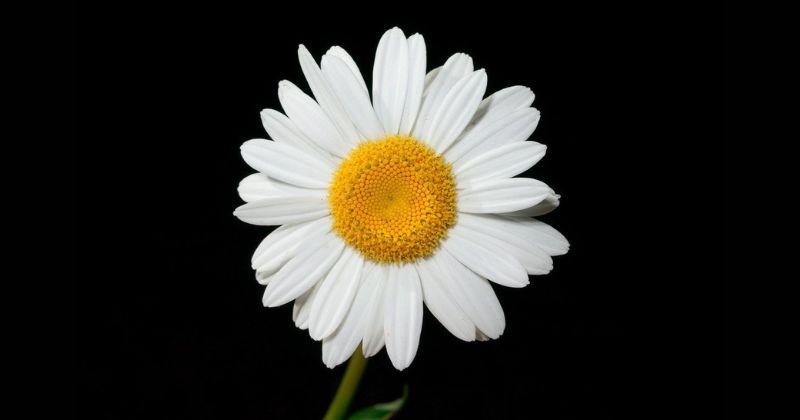 daisy2