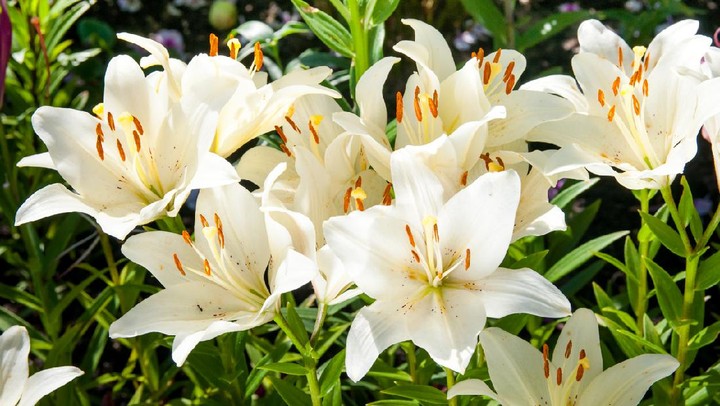 lily