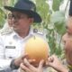 melon