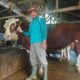 sapi2