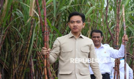 opm-remehkan-kemampuan-gibran,-minta-tim-perunding