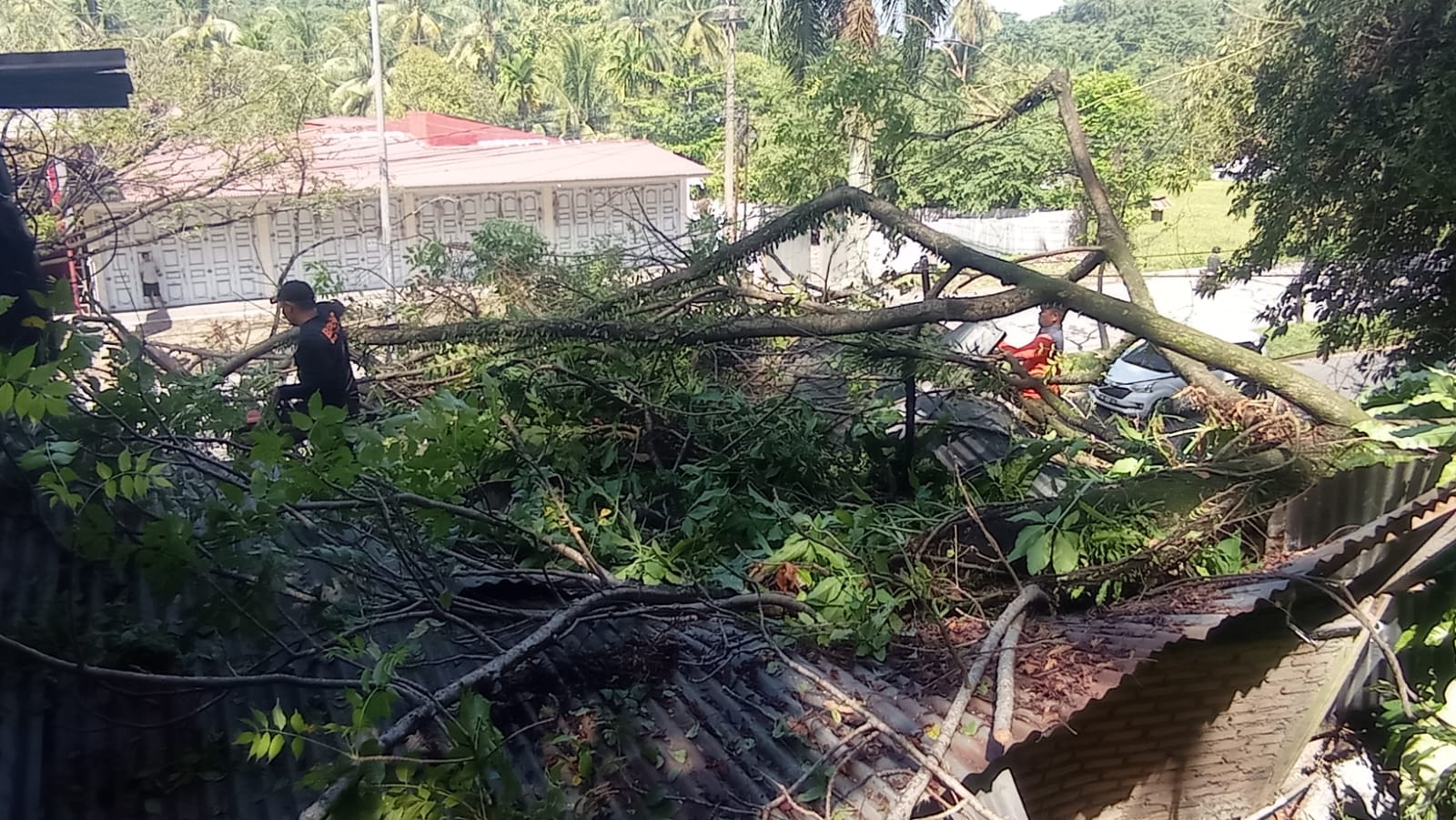 Pohon Tumbang Hantam Rumah Makan Padang, Kerugian Ditaksir