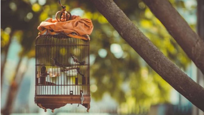 Kicauan Burung Diputar: Industri Musik Bahas Royalti