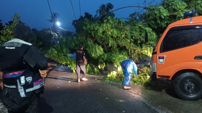 Pohon Tumbang Timpa Rumah dan Putuskan Akses di Padang Akibat Cuaca Ekstrem