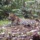 bbksda:-macan-tutul-lembang-park-zoo-kabur-ke-gunung-tangkuban-parahu