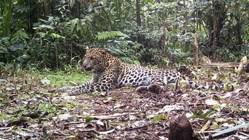 bbksda:-macan-tutul-lembang-park-zoo-kabur-ke-gunung-tangkuban-parahu