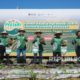 kentang-raksasa-warnai-hari-pelanggan-nasional-di-dieng-raya