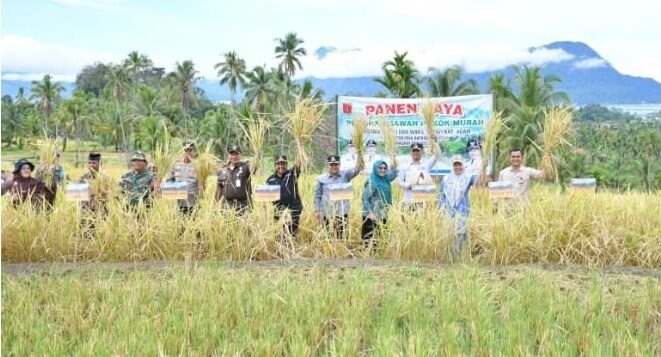 bupati-agam-apresiasi-panen-spm,-hasilnya-meningkat-pesat