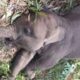 terungkap!-ini-penyebab-kematian-anak-gajah-tari
