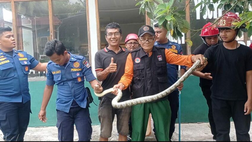 Damkar Padang Evakuasi Ular dari Galeri Pantai Air Manis