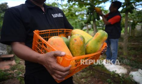 Panen Raya Pepaya Calina Ciamis Dongkrak Pendapatan Petani
