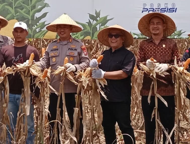 Polres Pasbar Gelar Panen Raya Jagung Kuartal III