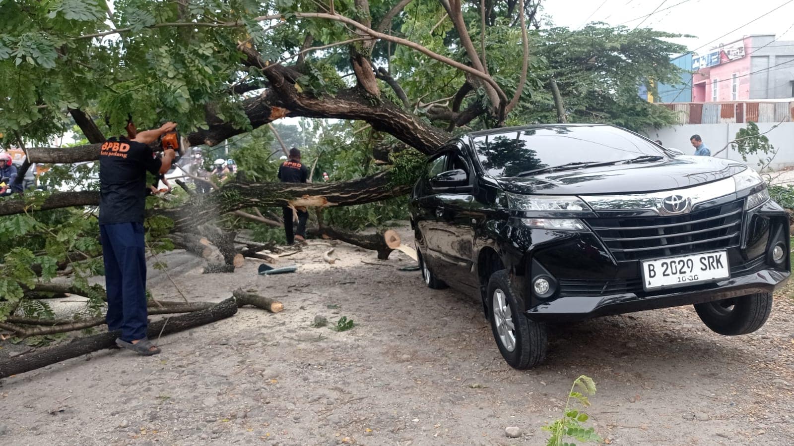 avanza-ringsek:-pohon-tumbang-timpa-saat-pengemudi-turunkan-penumpang