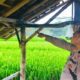 bocah-di-brebes-tewas-tersambar-petir,-kepala-leher-gosong