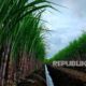 ptpn-iii-bangun-pabrik-biodiesel-dan-bioetanol-tahun-depan