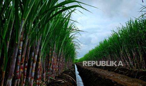 PTPN III Genjot Energi Terbarukan, Bangun Dua Pabrik Tahun Depan
