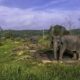 ribuan-hektare-hutan-jadi-sawit,-‘rumah’-gajah-di-bengkulu-hilang