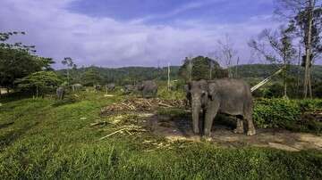 ribuan-hektare-hutan-jadi-sawit,-‘rumah’-gajah-di-bengkulu-hilang