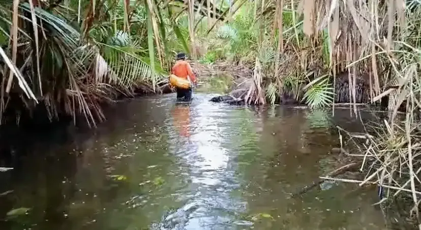 Warga Lansia di Mentawai Hilang di Hutan, Basarnas Gelar Operasi Pencarian
