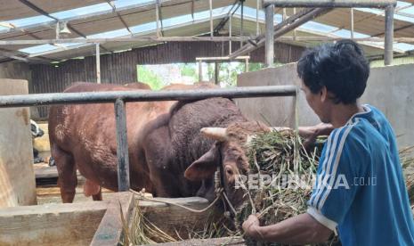 amran-utamakan-pembangunan-pabrik-pakan-di-wilayah-kekurangan-pasokan