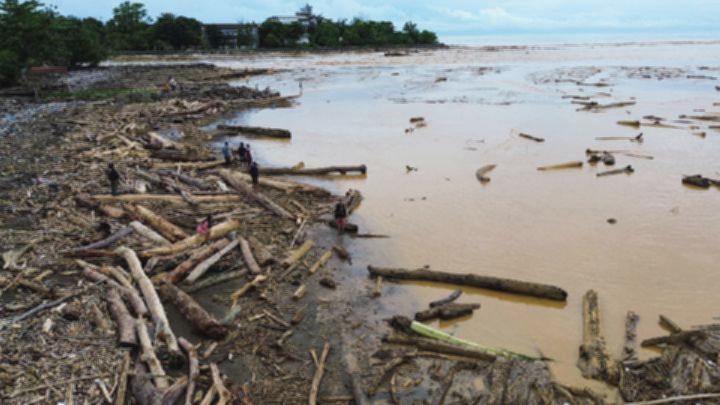 Polisi Selidiki Temuan Kayu Gelondongan di Pesisir Pantai Padang