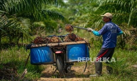 IPB: Analisis Cermat Dibutuhkan, Sawit Tak Selalu Sebabkan Banjir