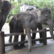 geger-organisasi-australia-ini-tuding-3-objek-wisata-di-bali-menyiksa-gajah