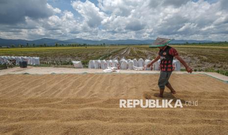 kdm-gandeng-brin,-jabar-siap-hasilkan-benih-padi-produksi-tinggi