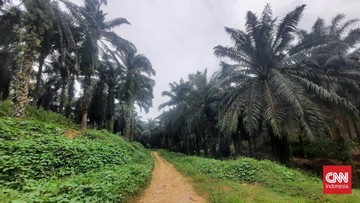 dedi-mulyadi-larang-sawit-ditanam-di-jawa-barat