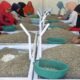 belasan-ribu-hektare-kebun-kopi-aceh-tengah-rusak-akibat-banjir-dan-longsor