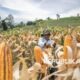 produksi-jagung-majalengka-terus-naik,-peringkat-tiga-jabar