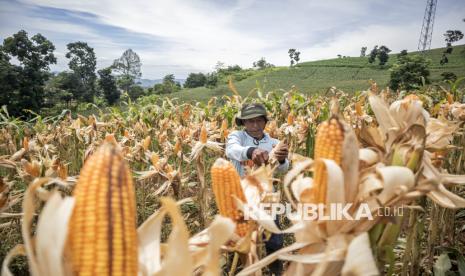 Majalengka Pacu Produksi Jagung, Targetkan Panen Melimpah di 2026