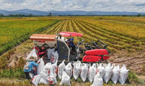 bulog-sulteng-targetkan-serap-11.000-ton-beras-lokal-pada-2026
