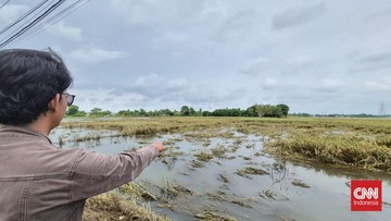 194,5-hektare-sawah-di-tangerang-gagal-panen-akibat-banjir
