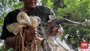 Sekda DKI Gerak Cepat: Berantas Sapu-sapu, Pulihkan Ekosistem Ciliwung