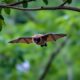 nipah-mengintai-dari-sayap-malam,-kelelawar-jadi-alarm-ancaman-kesehatan-alam