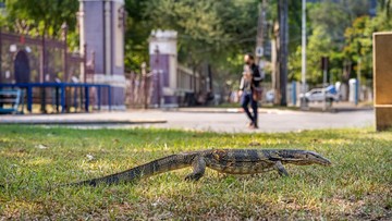 viral-dikira-gendong-mayat,-pria-di-tambora-ternyata-bawa-biawak