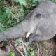 menhut:-tak-ada-ampun-bagi-pembunuh-gajah-tanpa-kepala-di-riau