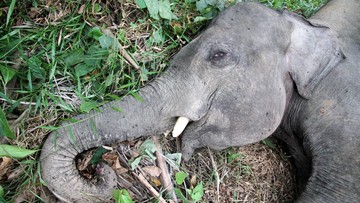 menhut:-tak-ada-ampun-bagi-pembunuh-gajah-tanpa-kepala-di-riau
