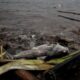 fakta-fakta-pencemaran-sungai-cisadane:-ikan-bau-solar