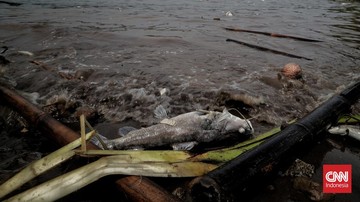 fakta-fakta-pencemaran-sungai-cisadane:-ikan-bau-solar