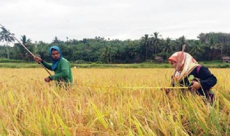 Kementan Pacu Rehabilitasi Sawah Terdampak Banjir dengan Anggaran Rp 336 Miliar