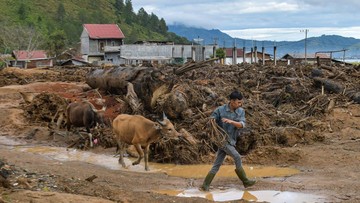 Mahasiswa STIK Salurkan 70 Sapi, Bantu Aceh Lestarikan Meugang Pasca Bencana