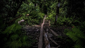 menhut-perluas-perhutanan-sosial:-target-1,4-hektar-hutan-adat-4-tahun